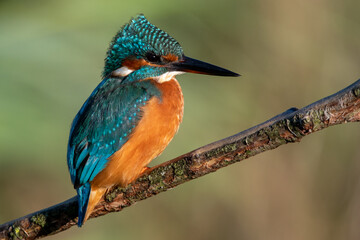 Female common kingfisher sitting in the wind on a perch with ruffled feathers. At Lakenheath Fen nature reserve in Suffolk, UK