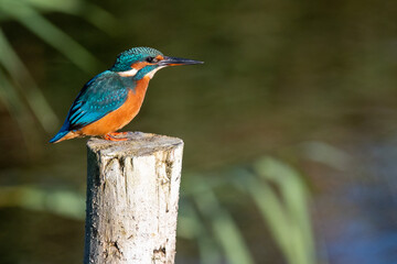Female common kingfisher sitting on a post at Lakenheath Fen nature reserve in Suffolk, UK