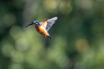 Female common kingfisher hovering/flying over water, against a green background. At Lakenheath Fen nature reserve in Suffolk, UK