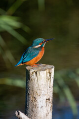 Female common kingfisher sitting on a post at Lakenheath Fen nature reserve in Suffolk, UK