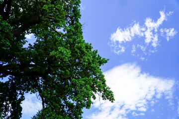 tree on the background of blue sky