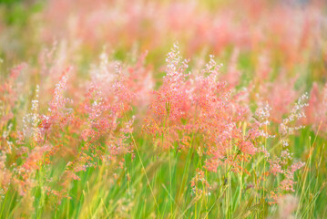 Tiny grasses blooming in pink color in the green field, wilderness grasses in nature, beauty of nature, nature background