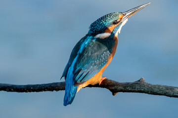 The sun shining on a common kingfisher whilst perched on a branch. Inquisitive with head tilted looking towards sky. At Lakenheath Fen nature reserve in Suffolk, UK