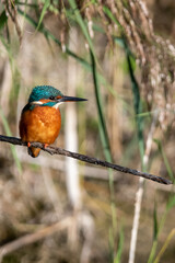 Common kingfisher perched/sitting on a branch, against a background of reeds. At Lakenheath Fen nature reserve in Suffolk, UK