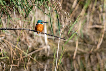 Common kingfisher perched/sitting on a branch, against a background of reeds. At Lakenheath Fen nature reserve in Suffolk, UK