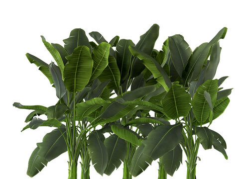 Nature and tropical forest concept. Green banana tree leaf isolated on transparent background. 3d rendering illustration. PNG format	
