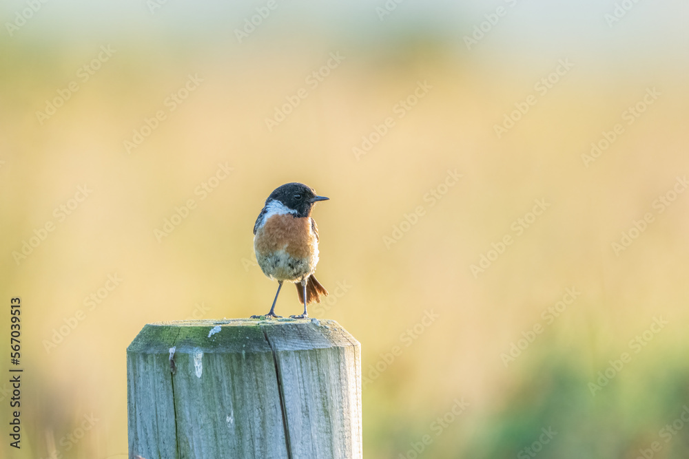 Canvas Prints male stonechat  