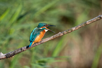 Common kingfisher with squawking with open beak. At Lakenheath Fen nature reserve in Suffolk, UK