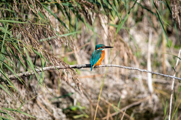 Common kingfisher perched/sitting on a branch, against a background of reeds. At Lakenheath Fen nature reserve in Suffolk, UK