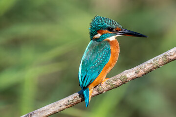 Female common kingfisher perched on a branch against a green flora background. At Lakenheath Fen nature reserve in Suffolk, UK