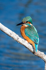 Common kingfisher sitting on a branch, against a blue water background. At Lakenheath Fen nature reserve in Suffolk, UK