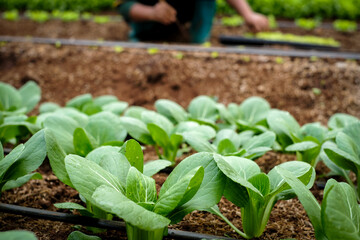 Organic vegetable farm , person planting a seedling, Garden soil ,Dipping water system for plant vegetable.