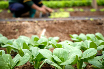Organic vegetable farm , person planting a seedling, Garden soil ,Dipping water system for plant vegetable.