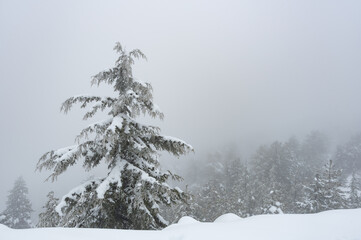 Lonely snow covered pine tree in the mountain in winter. Mist at the forest wintertime. Troodos mountains Cyprus