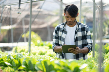 Asian Young Farm Worker Noting Progress of Living Lettuce Growth. .