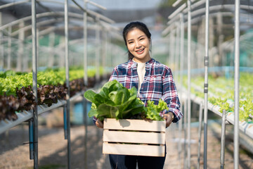 Young asian woman farmer holding basket full of fresh green vegetables salad in hydroponic farm