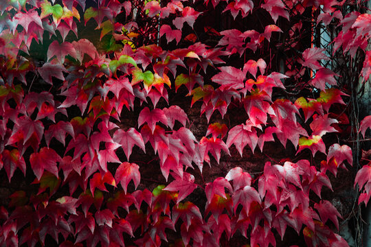 Red ivy background. A wall of colorful red ivy leaves.
