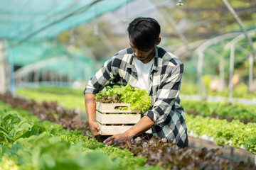 Young male farmer holding basket full of fresh green vegetables salad in hydroponic farm. Organic food concept.