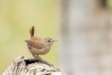 wren