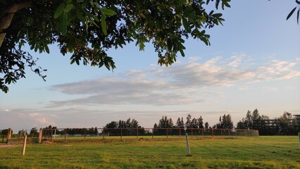 landscape with trees