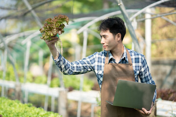 Hamdsome young man gardener working in inspecting vegetable quality in greenhouse gardening. Asian...