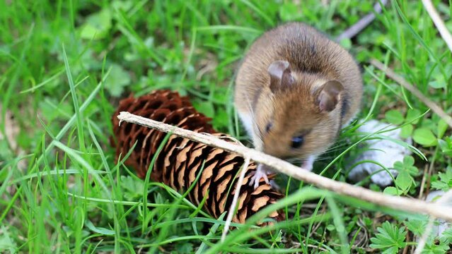 Forest Wood Mouse - Apodemus Sylvaticus outdoors collecting and eating a pinecone nuts