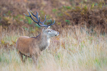 Red deer stag 