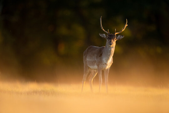 stag at sunset 