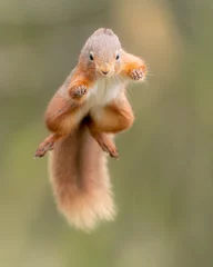Tuinposter jumping red squirrel © martyn