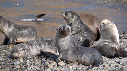 Fototapeta premium Antarctic fur seals (Arctocephalus gazella) on the beach at Stromness, South Georgia Island