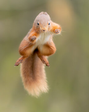 jumping red squirrel