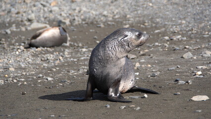 Obraz premium Antarctic fur seal (Arctocephalus gazella) on the beach at Stromness, South Georgia Island