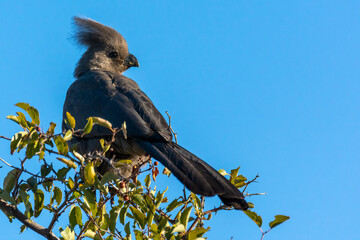Grey go-away-bird, grey lourie or grey loerie (Corythaixoides concolor) perched on a tree. Madikwe Game Reserve. North West Province. South Africa.