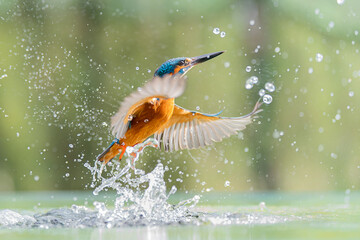 Obraz na płótnie Canvas male kingfisher 