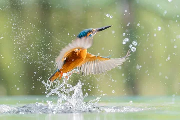 Fotobehang IJsvogel male kingfisher   © martyn