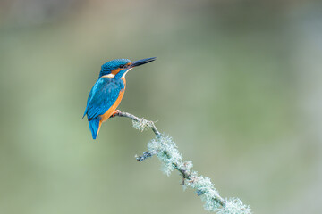 male kingfisher