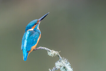 Obraz premium male kingfisher 