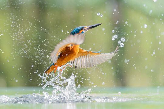 male kingfisher