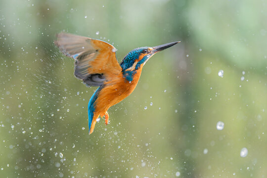 male kingfisher taking off