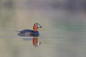 little grebe