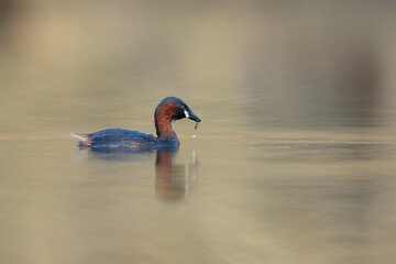 little grebe