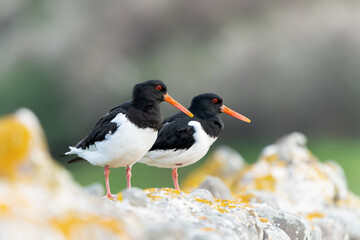 oystercatcher 