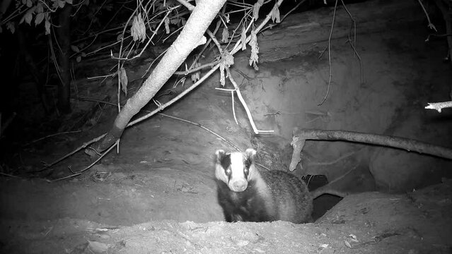 European badger Meles meles comes out of the cave at autumn night. 