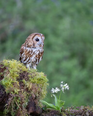 tawny owl 