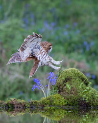 tawny owl landing 