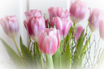 close-up of bright pink tulips for spring feeling in the dark winter