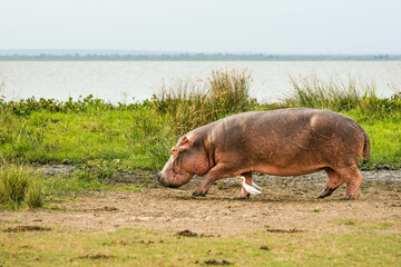 Heavily scarred hippopotamus walking along the Nile river bank. Game drive in Murchison falls national park, Uganda.