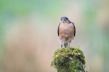 male sparrow hawk 