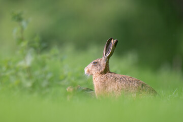 brown hare