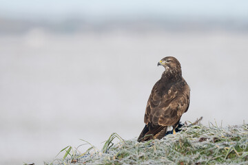 buzzard